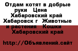 Отдам котят в добрые руки › Цена ­ 50 - Хабаровский край, Хабаровск г. Животные и растения » Кошки   . Хабаровский край